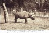Black rhino in Berlin 1904-1908