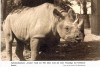 Black rhino in Berlin 1954-1976
