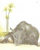 Benson's rhinoceros 1977