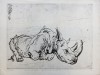 Moreh rhinoceros