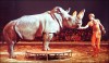 White rhino in circus Knie