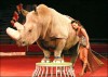 White rhino circus