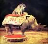 Rhino and tiger in circus
