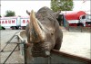 Barum rhinoceros