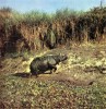 Rhino wallow