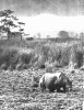 Rhino grazing in Kaziranga