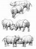 Rhino courtship