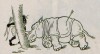 Reinicke Irascine Rhino 03