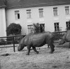 Tierpark Berlin black rhino