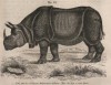 Schoedler Rhinoceros indicus