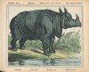 Rhinoceros in 4 languages