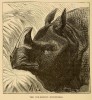 Kellogg one-horned 1888