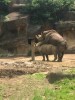 Black rhino in Cincinnati