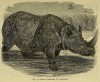 Figuier 1883 Indian Rhino