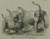 Battle of elephant and rhinoceros