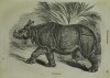 Rhinoceros in Reichenbach Kinderbuch