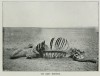 Buxton 1902 Black rhino carcass