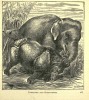 Elephant and Rhinoceros