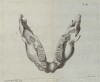 Merck 1784 Lower jaw