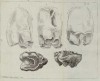 Merck 1784 Parts of fossil rhino