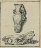 Merck 1782 Fossil skull