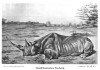 Wickenburg East African Rhino