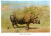 Lydekker Indian Rhino