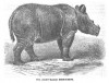 Hairy-Eared Rhinoceros