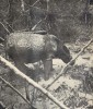 Sumatran Rhino in rainforest