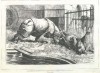 Berlin rhino fight 1881