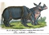 Tourniaire's rhinoceros in Dresden