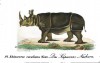 Rhinoceros cucullatus