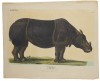 Goldfuss- Indian rhino