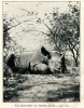 Helena of Orleans shot rhino