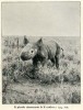 Captured black rhino