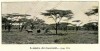 Rhinos in East Africa 1913