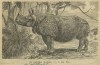 Pkorny rhinoceros