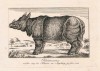 Tourniaire rhino 1817