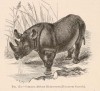 Flower - Common African Rhino