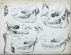 Recent rhino skulls 1806