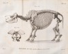 Javan Rhino skeleton 1822