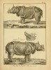 Two species of rhino 1819