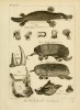 Rhinoceros camus 1819