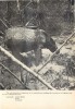 Sumatran Rhino in the wild