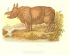 Arnold 1870 Rhinoceros