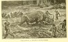 Noosed rhino 1903