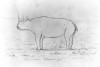 Burchell sketch black rhino