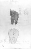 Burchell black rhino two sketches