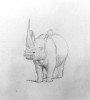 Burchell white rhino