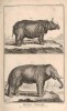 Encyclopedie Plate Rhinoceros